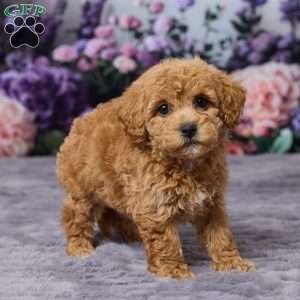 Debbie, Bich-Poo Puppy